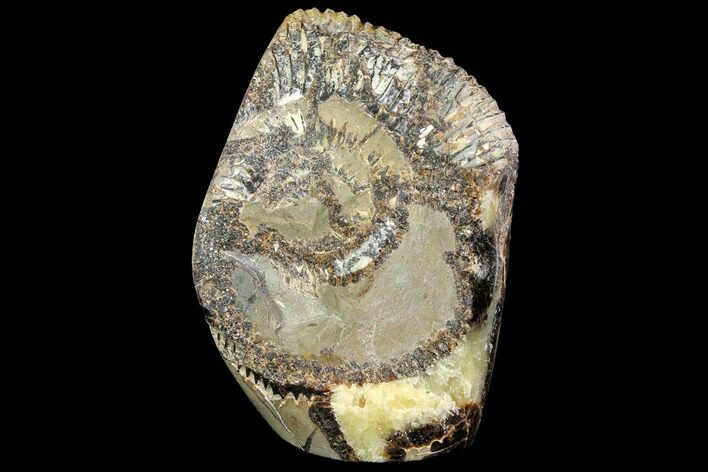 Ammonite In Septarian - Madagascar #113497